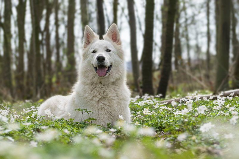 hondenfotografie witte herder