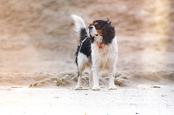 Fotoshoot hond cavalier king charles spaniel